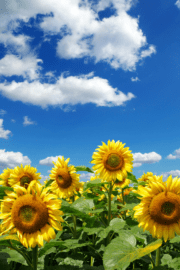 80 Cheerful Spring Aesthetic Pictures » Lady Decluttered